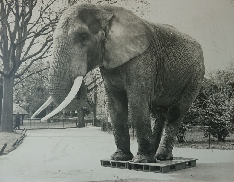 Olifante op twee plastics pallets | Norah Plastics Beeldmerk NORAH Plastics 1955